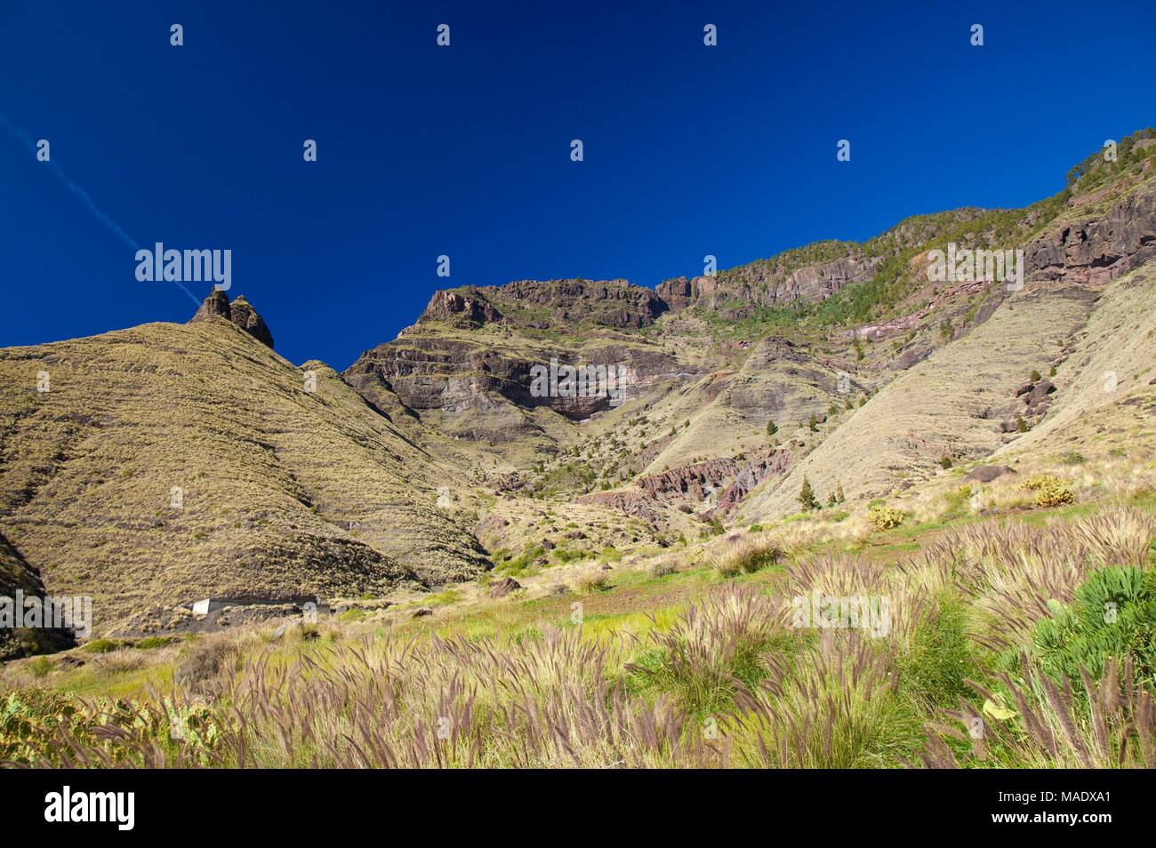 Gran Canaria, March - view up towards the tallest cliff in Europe Faneque from El Risco, field of crimson fountaingrass, invasive specias, on the fore Stock Photo