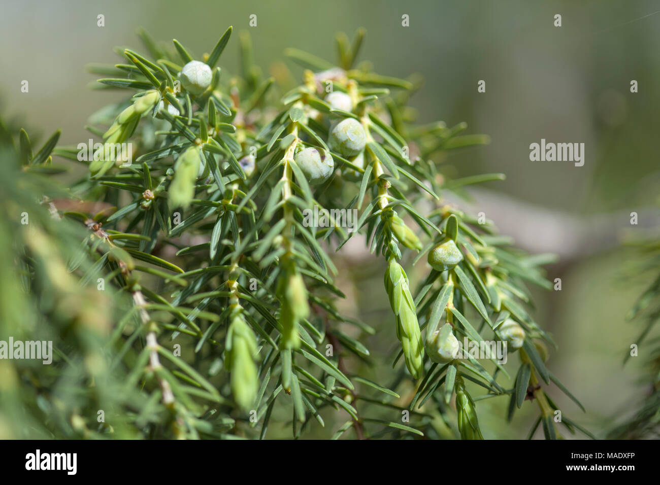Juniperus cedrus, Canary Islands juniper, new cones macro background Stock Photo