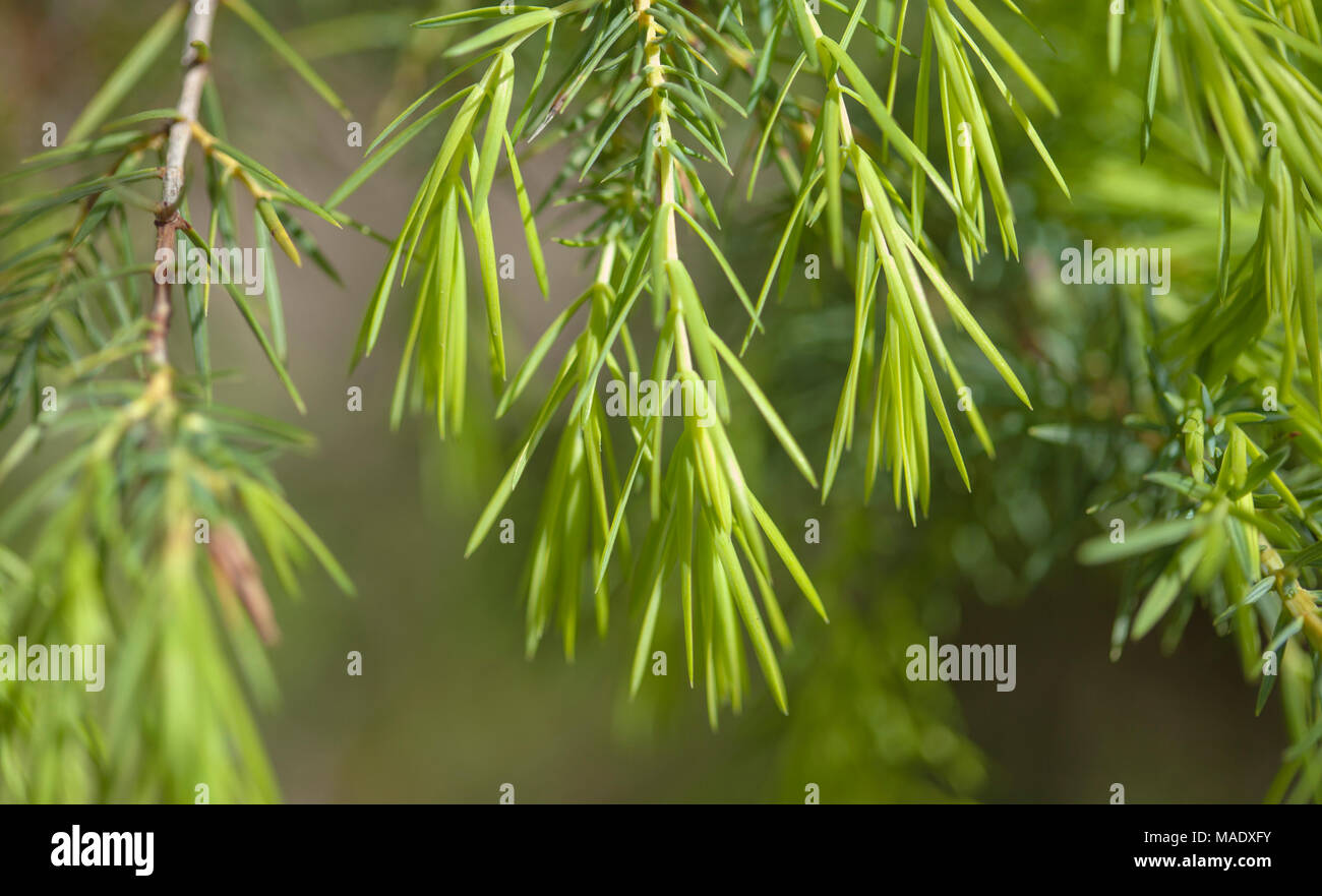 Juniperus cedrus, Canary Islands juniper, new needles macro background Stock Photo