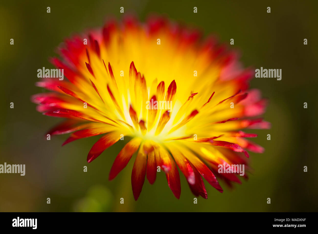 floral background of Drosanthemum bicolor, succulent native to South Africa Stock Photo