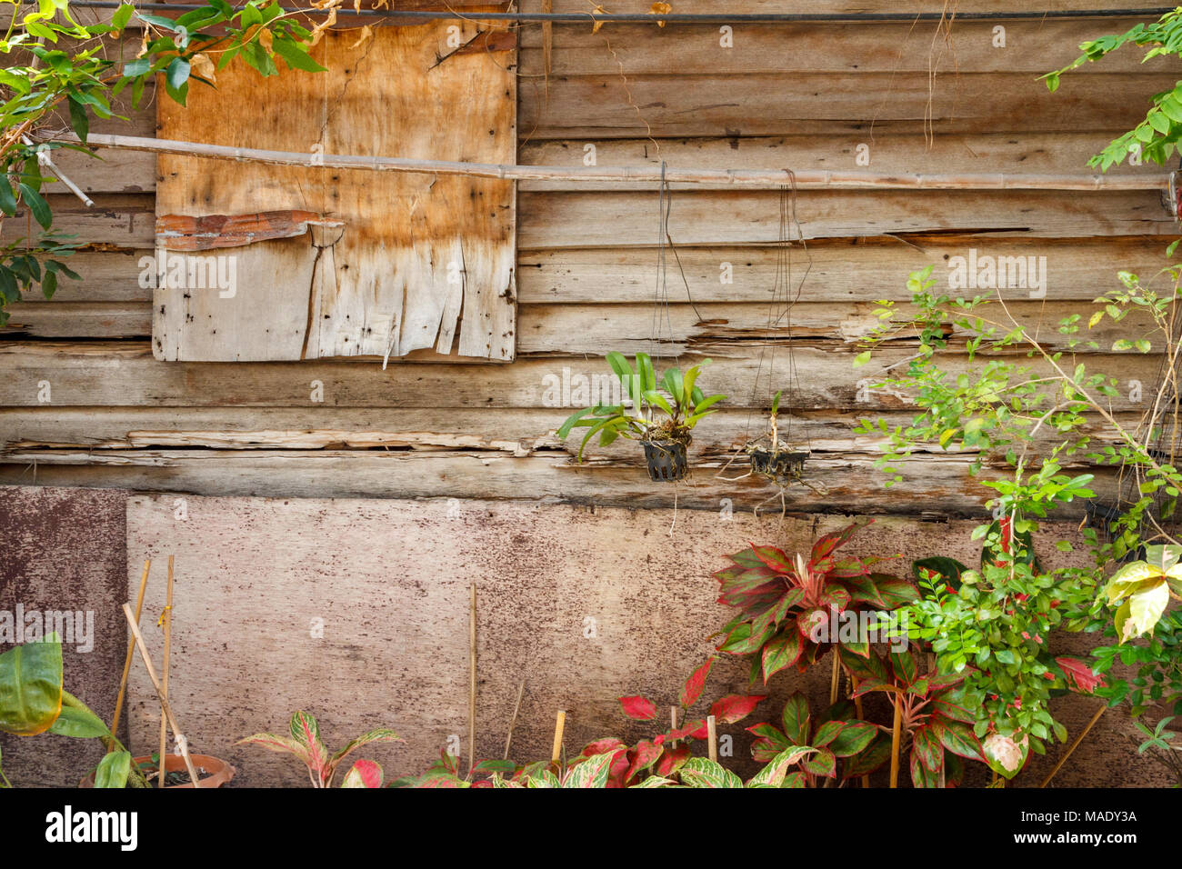 Plants growing against a house with old teak classing Stock Photo