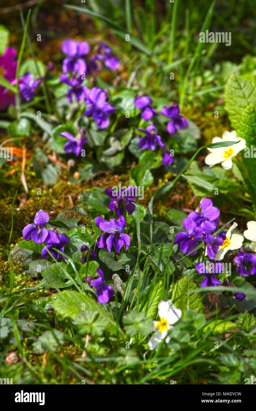 Violet flower. Wild violets on a meadow in nature. Wild violets in spring on a sunlight. Natural background, floral pattern.Vertical Stock Photo