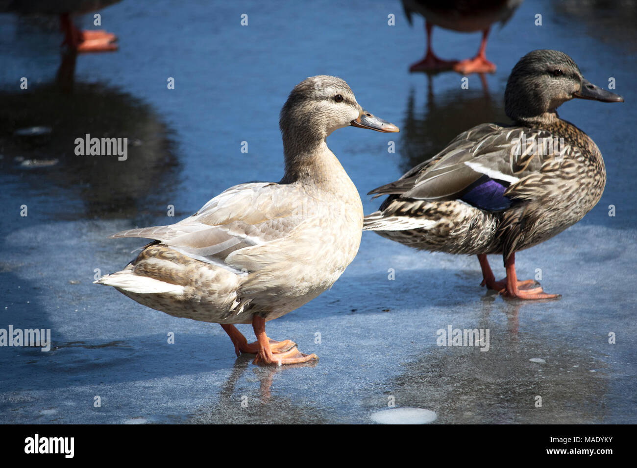 Hybrid Duck Mallard Female and Female Mallard Canard Colvert femelle