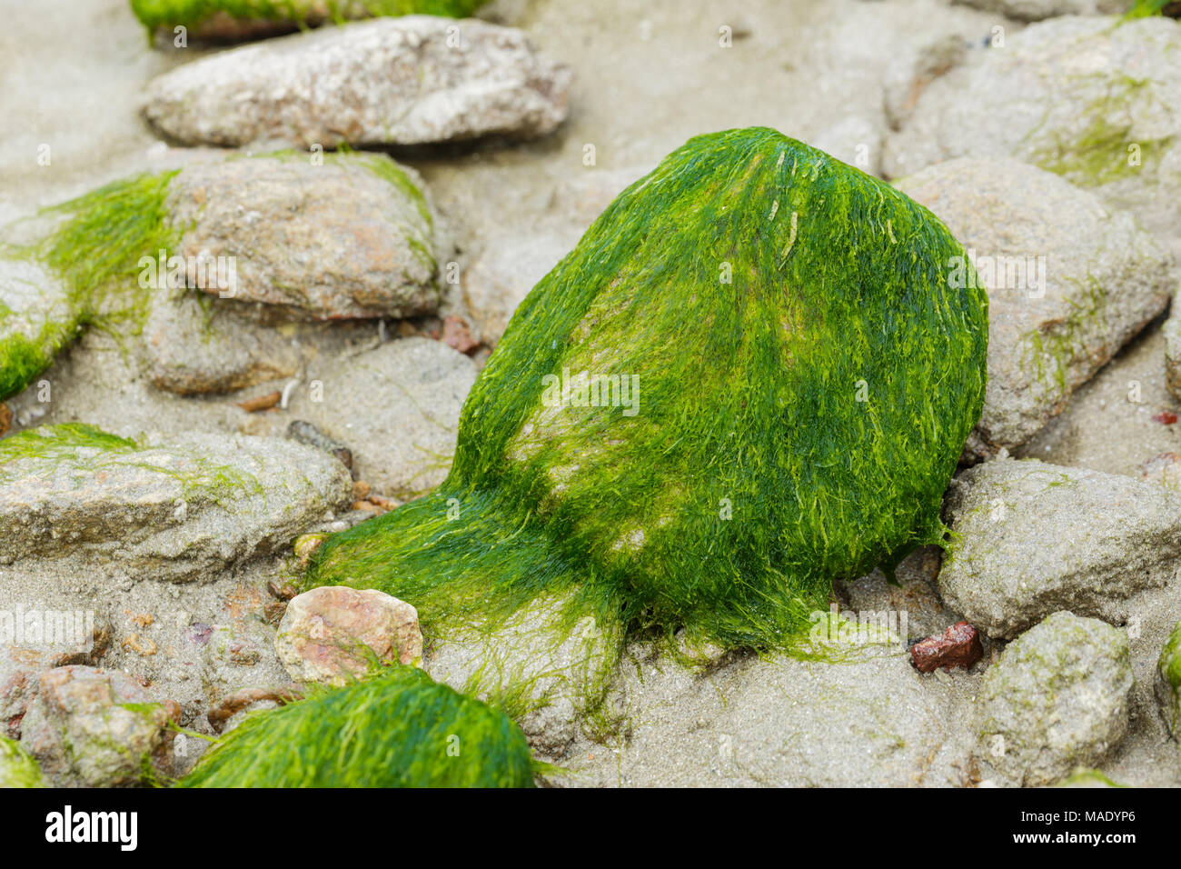 Algae On Rocks