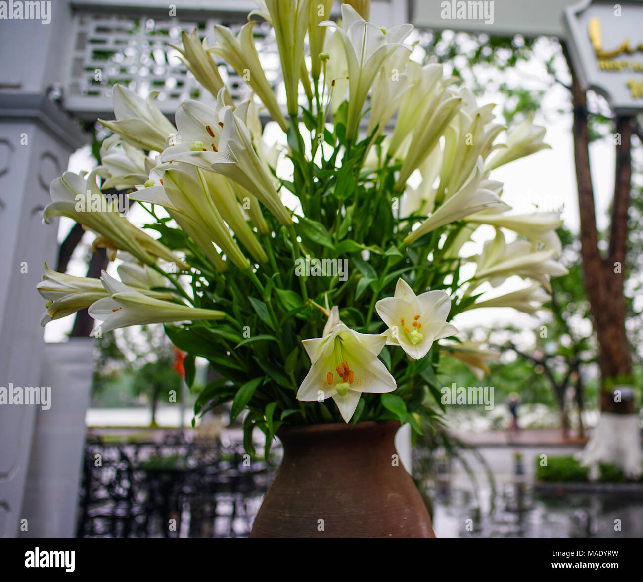Whity Madonna lily on the pot at summer time Stock Photo Alamy