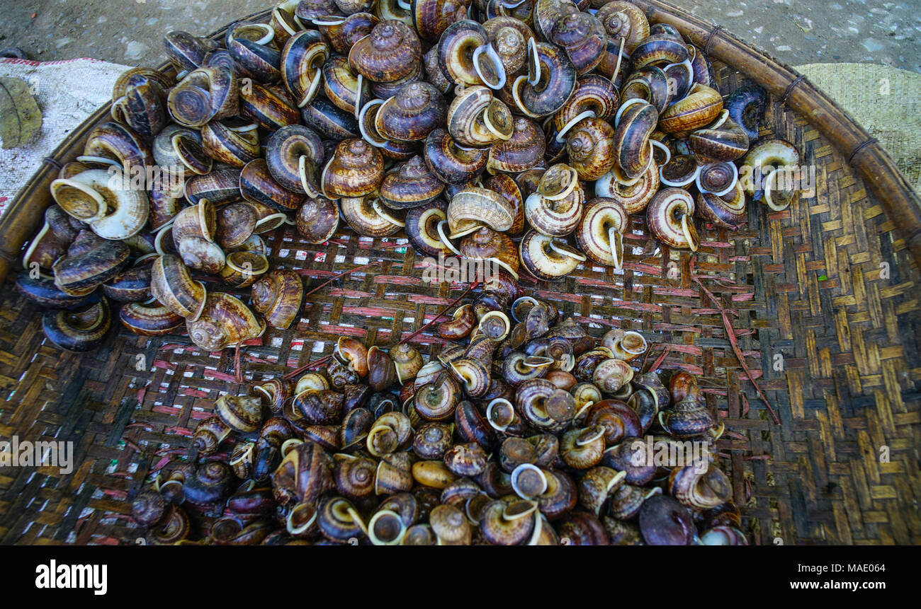 Snails in bamboo basket for sale at the rural market Stock Photo Alamy