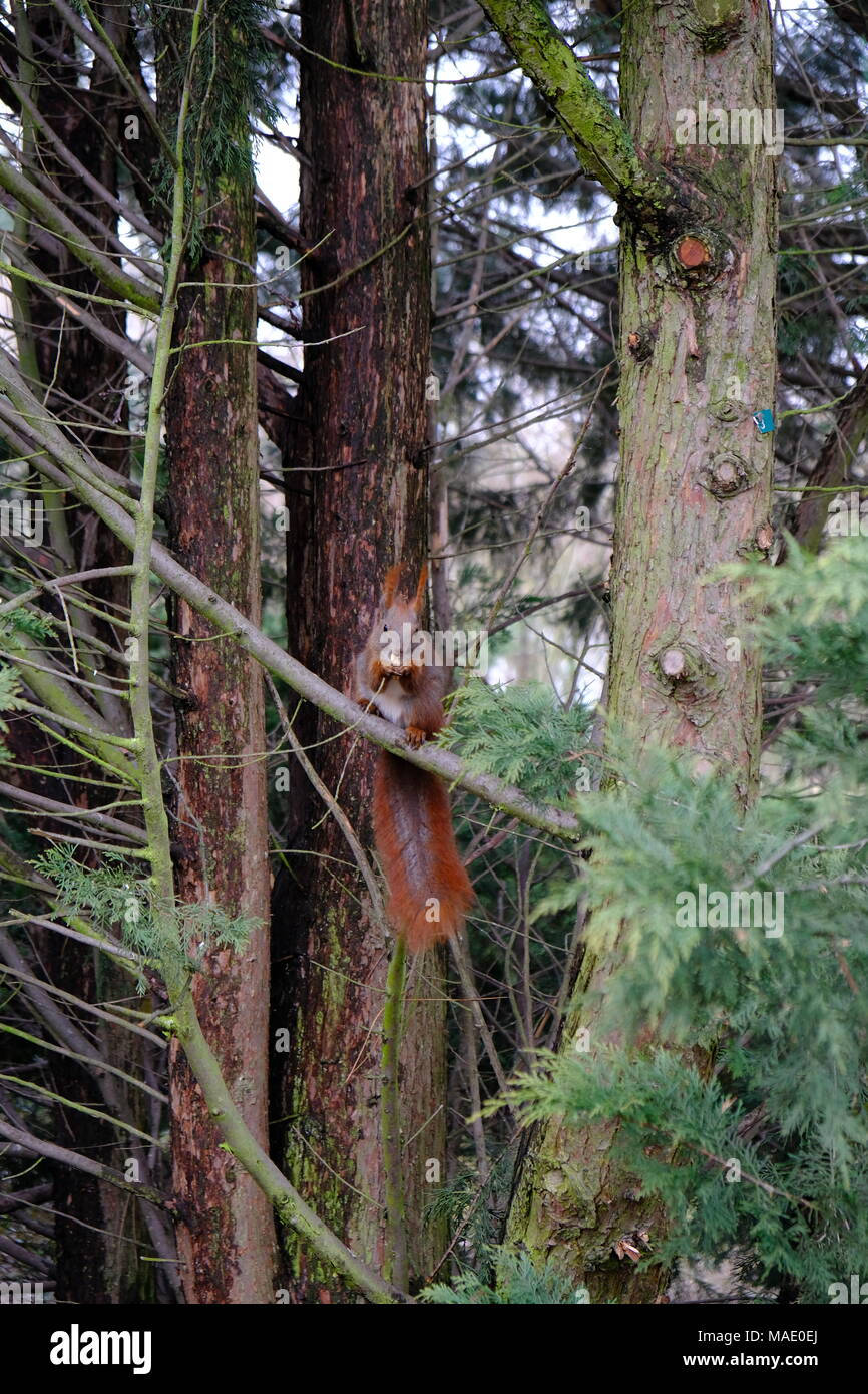 small red. squirrel Stock Photo