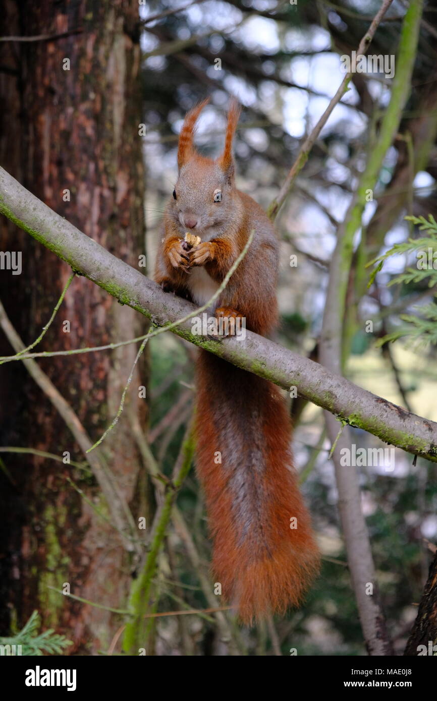 small red. squirrel Stock Photo