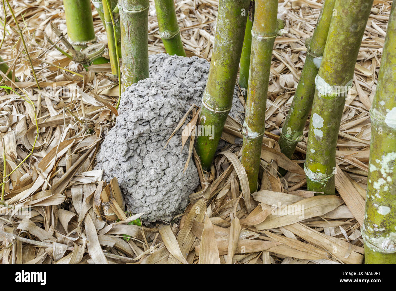 Termite nests at bamboo Stock Photo Alamy