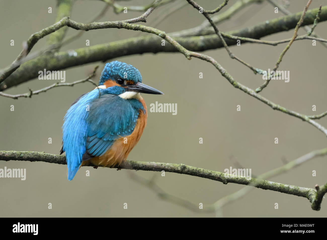 Eurasian Kingfisher ( Alcedo atthis ), male, perched on a natural branch in the shrubbery, natural setting, watching around, wildlife, Europe. Stock Photo