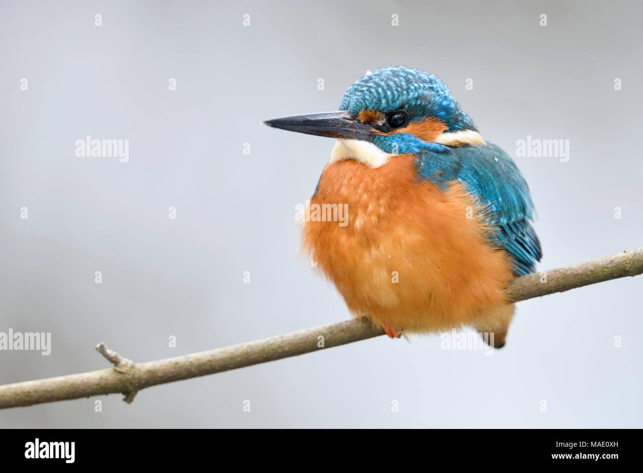 Eurasian Kingfisher / Eisvogel  ( Alcedo atthis ), male in winter, resting on a branch, fluffed up to keep warm, wildlife, Europe. Stock Photo