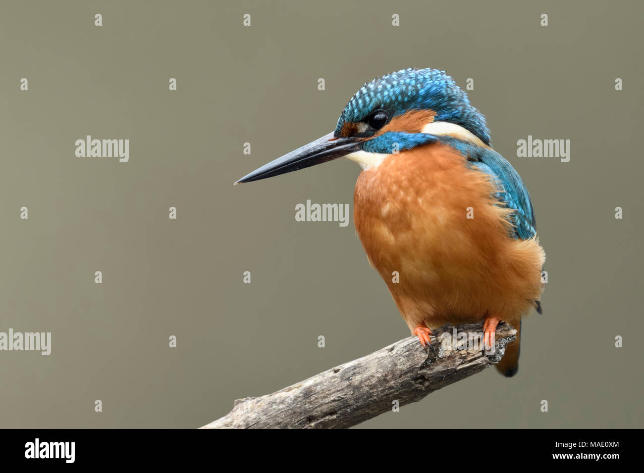 Kingfisher / Eisvogel  ( Alcedo atthis ), male bird, perched on top of a branch for hunting, detailed frontal view, soft light, wildlife, Europe. Stock Photo