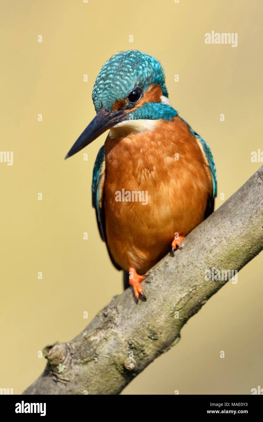 Eurasian Kingfisher ( Alcedo atthis ), male bird, perched on a branch for hunting, detailled frontal view, clean background, wildlife, Europe. Stock Photo