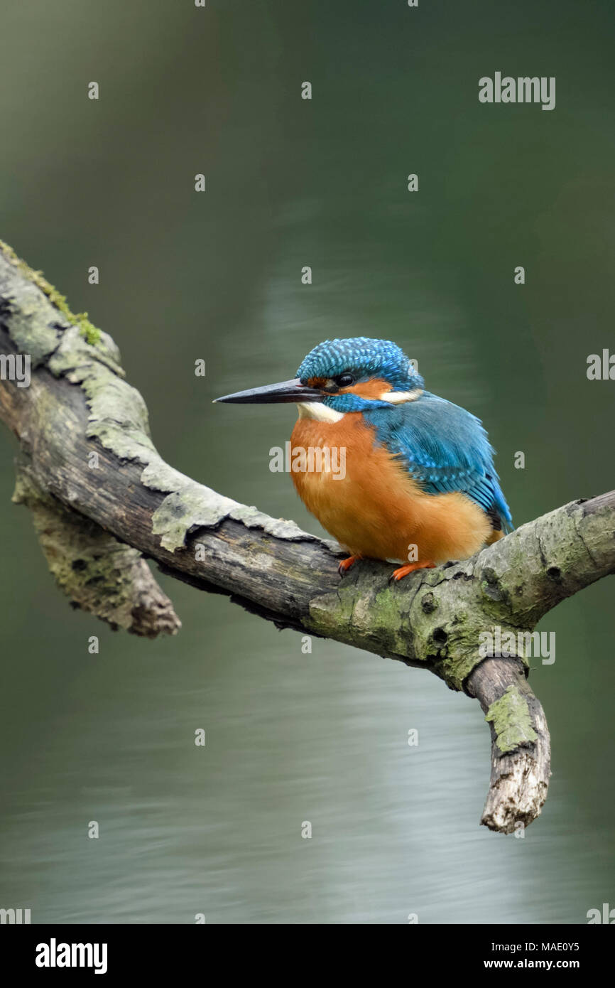 Eurasian Kingfisher / Eisvogel  ( Alcedo atthis ), male bird, perched on a branch close above the water above a mirroring tree, wildlife, Europe. Stock Photo