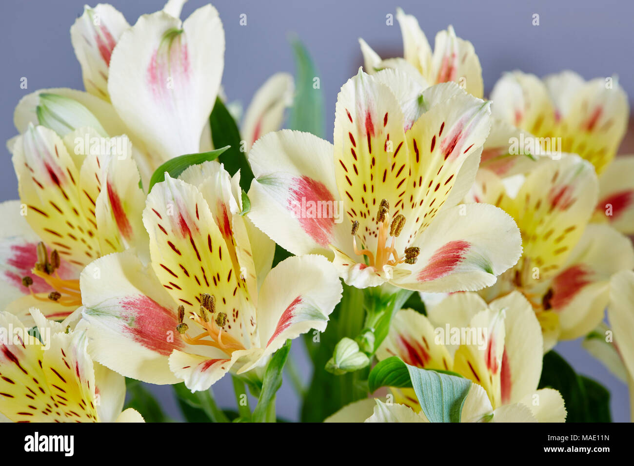 A Detail of a bunch of Yellow Alstromeria with a plain background Stock ...