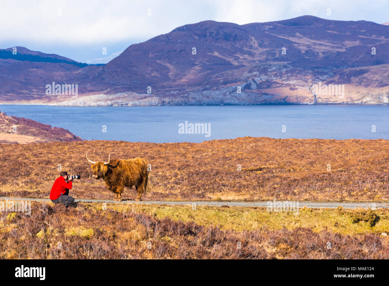 Tourist taking photo of Highland cattle cow in landscape on Isle of Skye, Scotland, UK in March Stock Photo