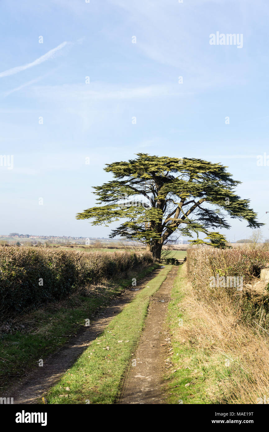 Cedar of Lebanon tree at the end of a green lane on the outskirts of the village of Easton Maudit, Northamptonshire, UK Stock Photo