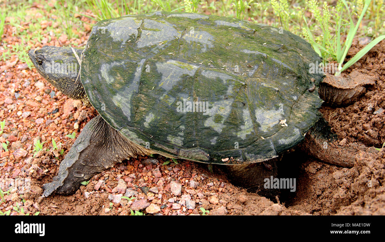Snapping turtle making a nest in gravel to lay her eggs Stock Photo