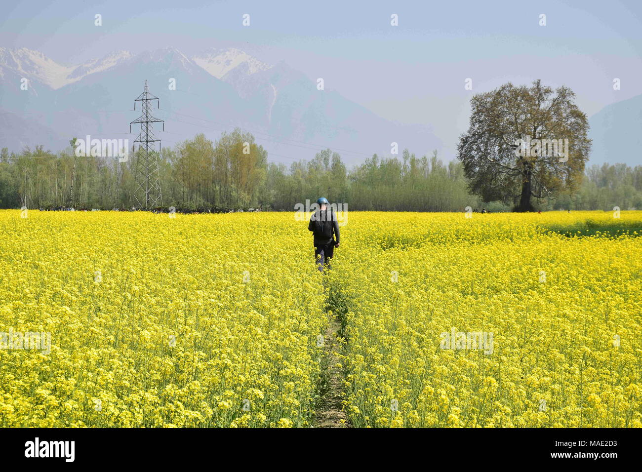 Mustard Crop Field India High Resolution Stock Photography and Images