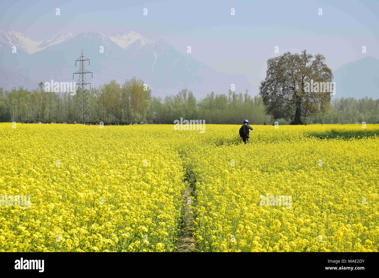 Kashmir, India, 31 Mar 2018. Kashmiri Men walks through the bloomed mustard field in the outskirts of Srinagar.On the start of spring, the bloomed mustard fields strengths the sight of improvement across Kashmir Valley, which ending of deadly winter fascinates tourists with the golden fields of mustard. The Mustard Crop is sown in September-October, which is blossomed as there is increase in temperature after winter and the farm is harvested in the end of May month. Mustard has a high oil content for which researchers revealed that the oil of mustard can be used to prod Stock Photo