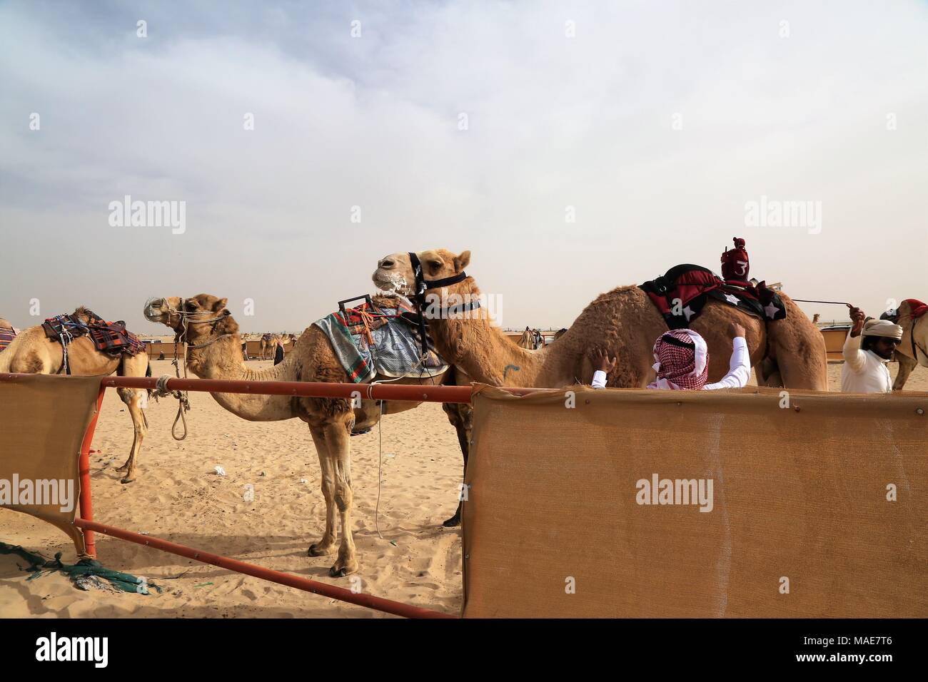 Kuwait City. 31st Mar, 2018. Photo taken on March 31, 2018 shows racing camels waiting for the competition in Al Ahmadi Governorate in the South of Kuwait. Camel race is a highly popular fiercely competitive sporting event in Kuwait, it takes place on Saturdays between October and April in Al Ahmadi Governorate in the South of Kuwait. Credit: Nie Yunpeng/Xinhua/Alamy Live News Stock Photo