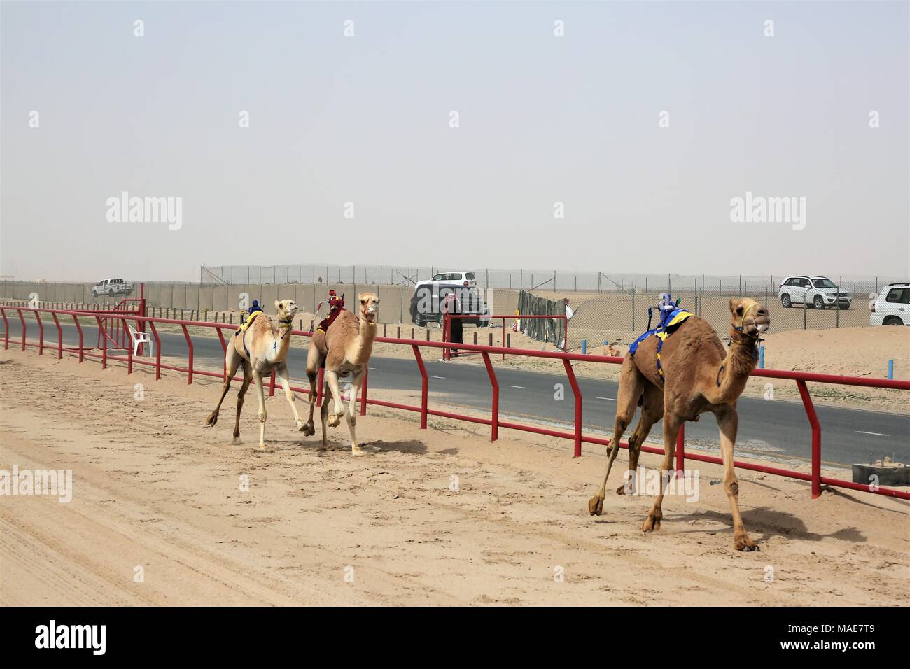 Camel race robot jockeys hires stock photography and images Alamy