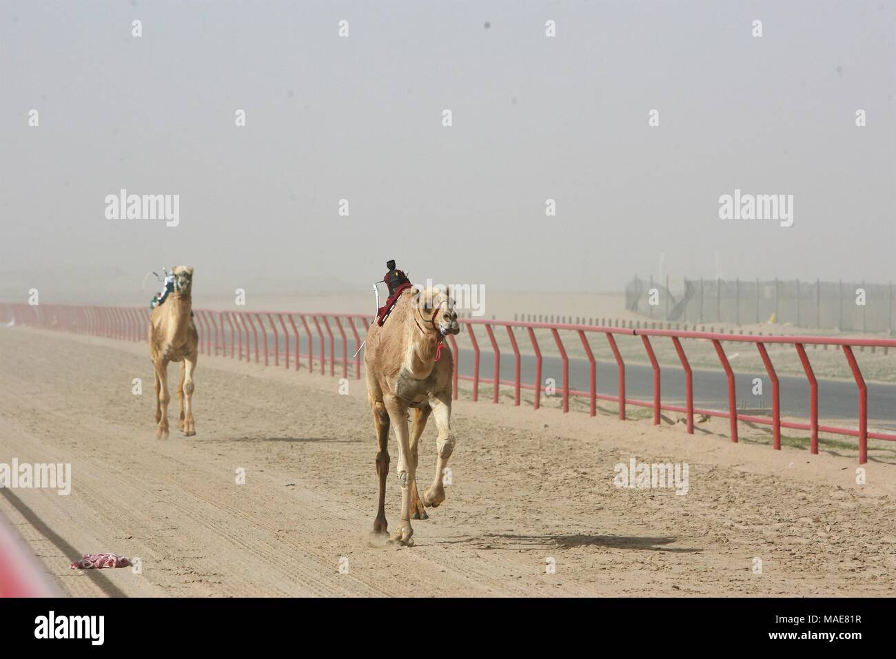 Kuwait camel robot hires stock photography and images Alamy