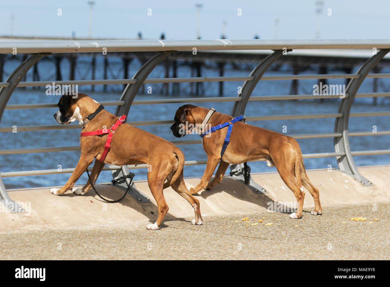 Two nosy, inquisitive, curious, interested peering Boxer dogs on holiday  enjoying the sea view on a calm sunny day on the north-west the coast of  Blackpool as holidaymakers arrive at the resort