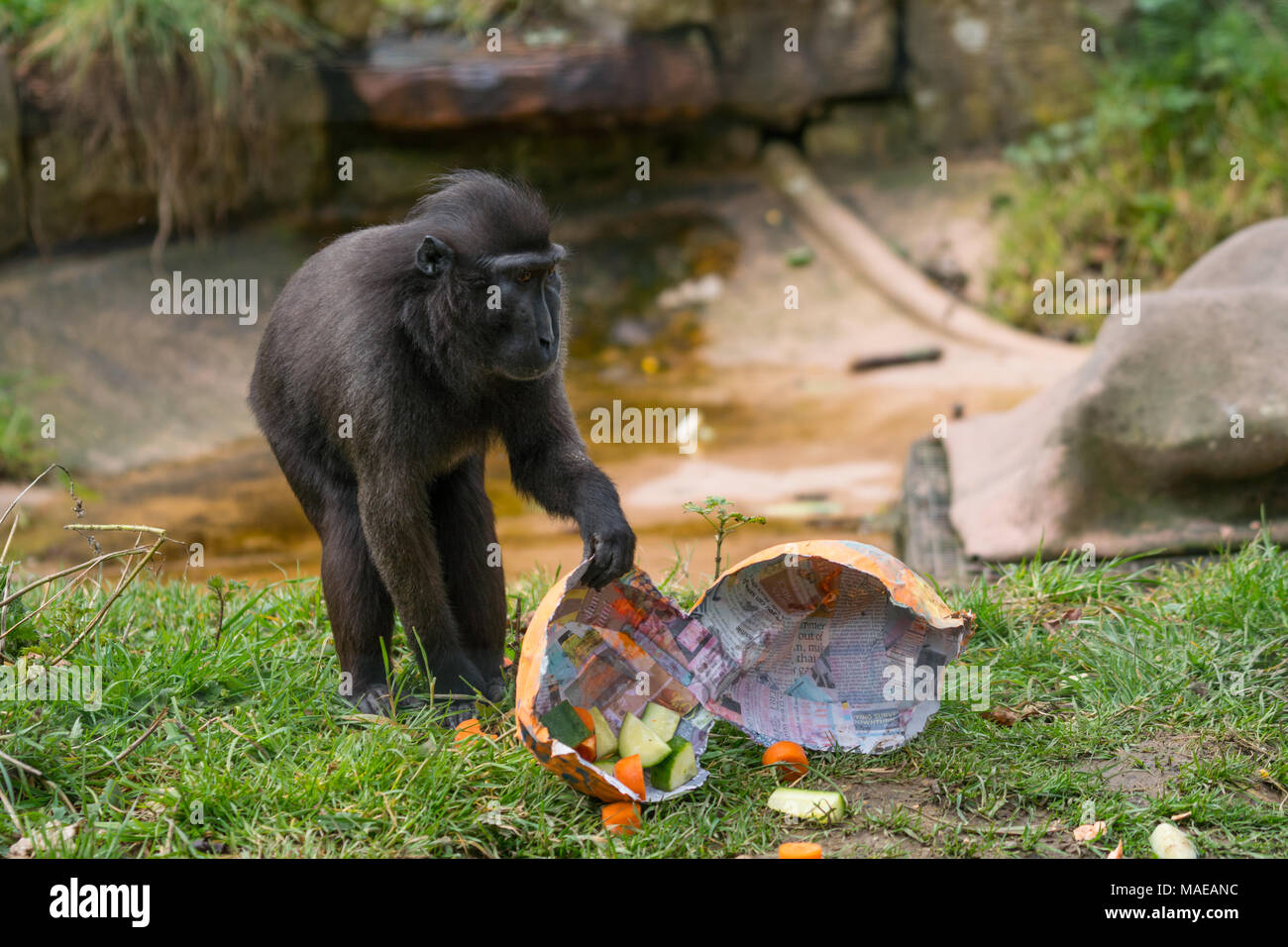 01/04/2018 Jersey,Channel Islands.A crested Black Macaque plays with an improvised Easter Egg which contained various fruits & vegetables. The eggs were made by staff and given out during feeding time at the Jersey Zoo,Jersey,Channel islands. Credit: imagegallery2/Alamy Live News Stock Photo