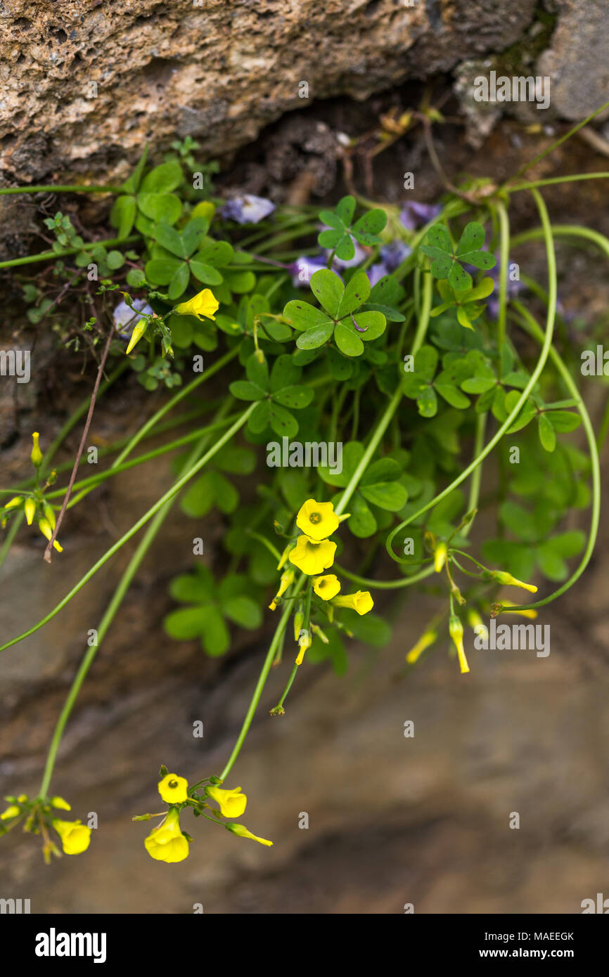 Growing through wall crack hi-res stock photography and images - Alamy