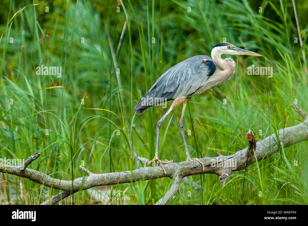 Great Blue Heron Habitat