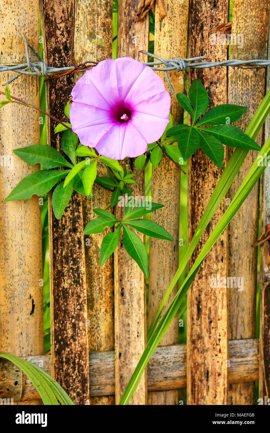 Morning glory ivy plant growing next to bamboo fence and barbed wire Stock Photo