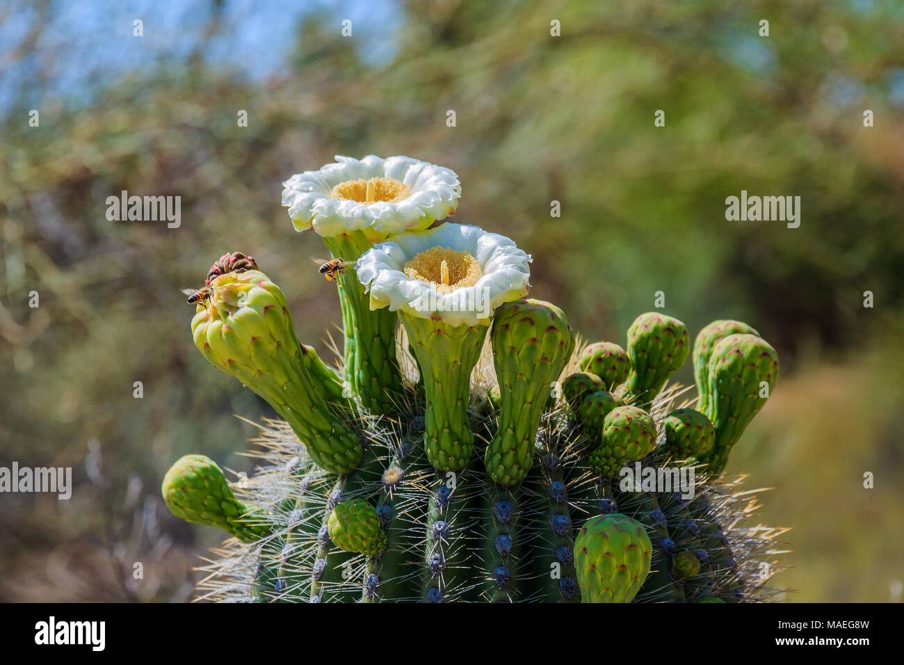 Wickenburg arizona hires stock photography and images Alamy