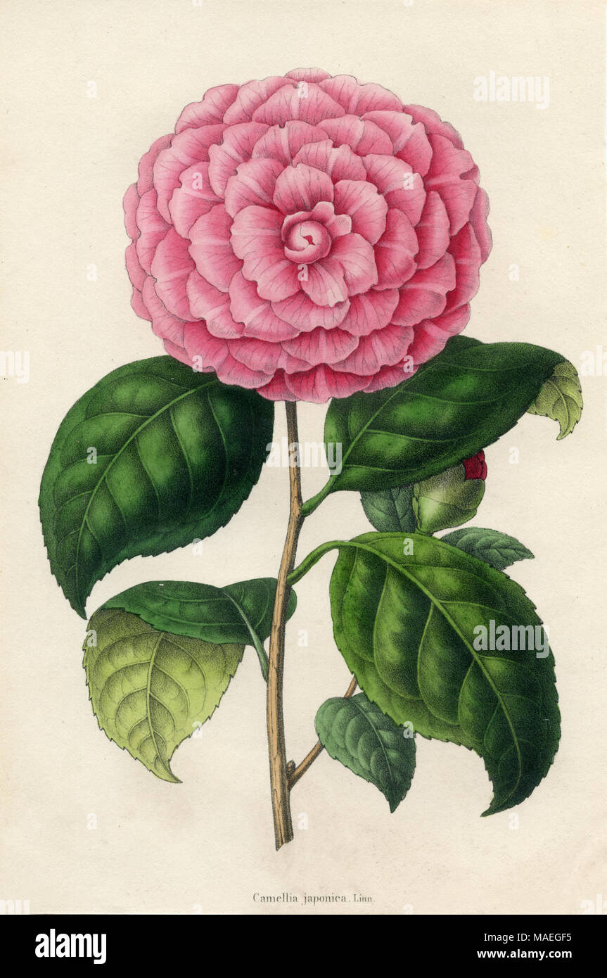 Camellia, pink blossom, , created , published Stock Photo