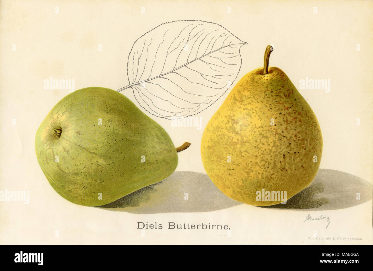 Pear, pear variety: Diels butter pear, L. Stromberg, created , published Stock Photo