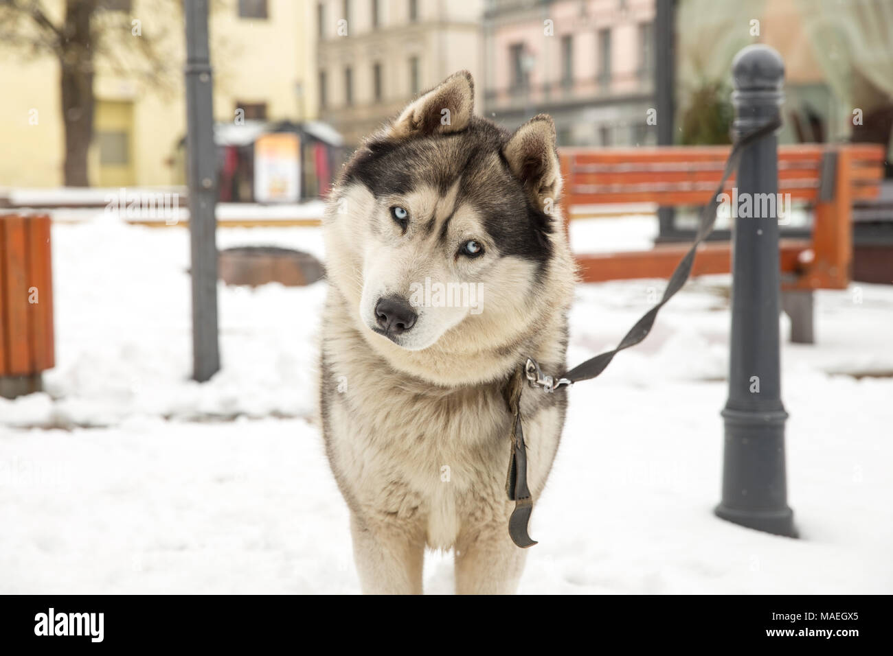 Хаски г. Хаски девочка. Хаски город абзаково. Найдена собака хаски новосибирск. Хаски абзаково.