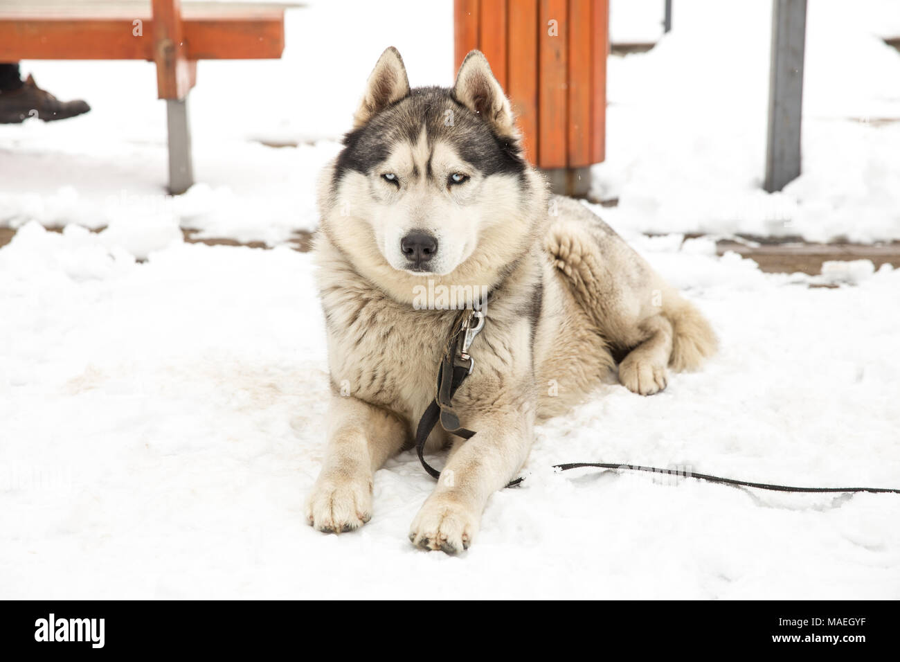 10 Peppy Jack Russell Terrier Mixes, image size:1300x956