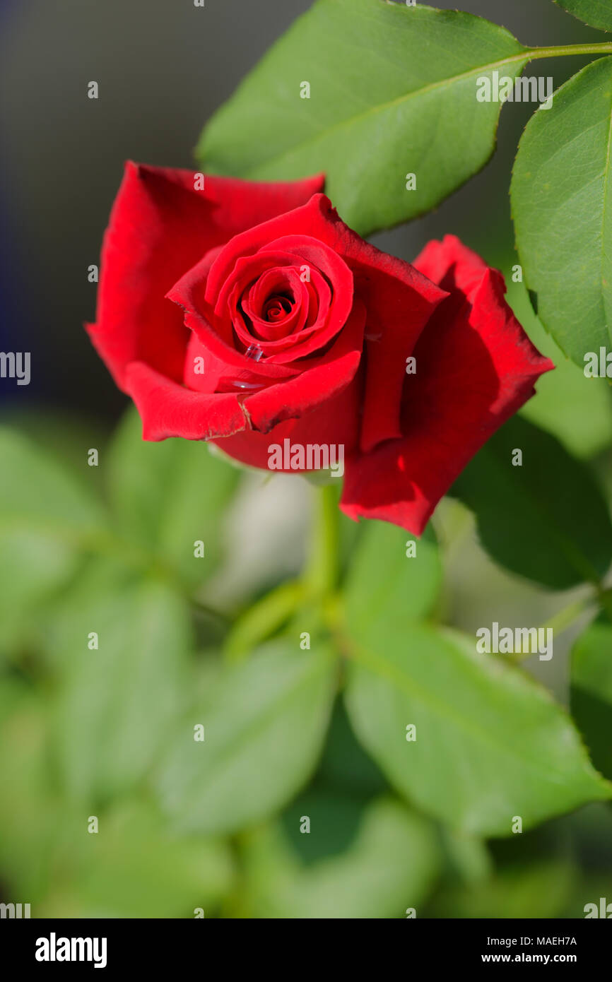 Red rose close up Stock Photo - Alamy