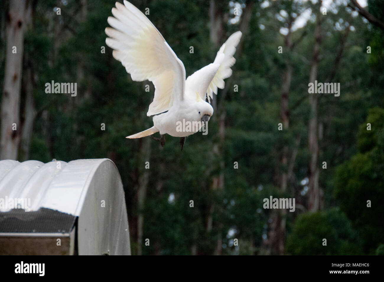 Beautiful white big cockatoo bird flying Stock Photo