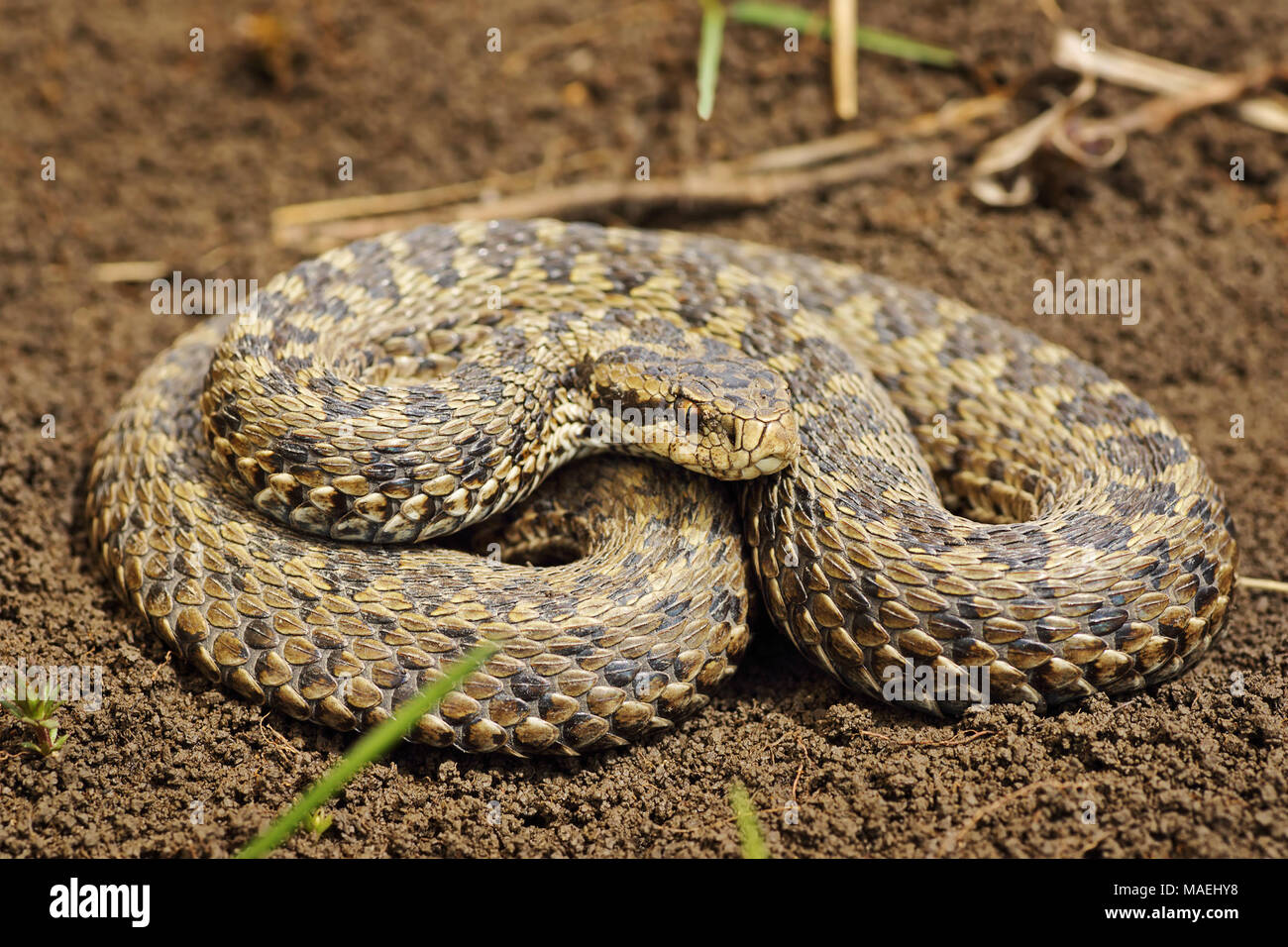 full length image of Vipera ursinii rakosiensis, the hungarian meadow adder; this one was hatched from hibernation, so the pattern is not colorful; it Stock Photo