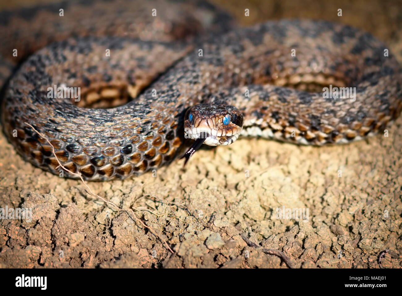 male meadow viper emerged from hibernation ( Vipera ursinii rakosiensis ); reptile ready for sloughing its skin Stock Photo