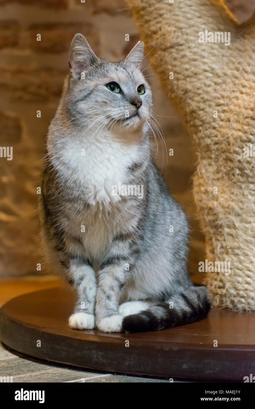 Gray cat with green eyes sitting in orange light Stock Photo