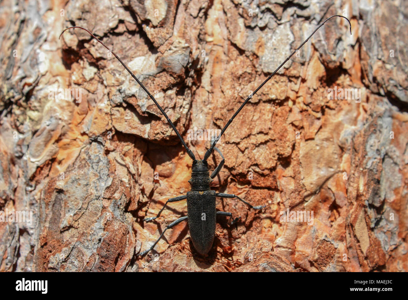 Monochamus sutor. Black beetle with a long mustache, sitting on the trunk of a pine. Stock Photo