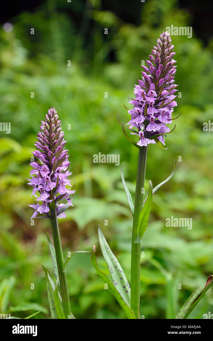 Marsh Orchid Hybrid  Probably cross of Southern Marsh Orchid - Dactylorhiza praetermissa, and Common Spotted Orchid - Dactylorhiza fuchsii Stock Photo
