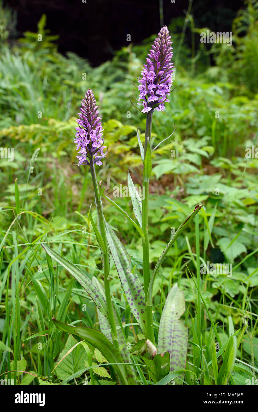 Marsh Orchid Hybrid  Probably cross of Southern Marsh Orchid - Dactylorhiza praetermissa, and Common Spotted Orchid - Dactylorhiza fuchsii Stock Photo