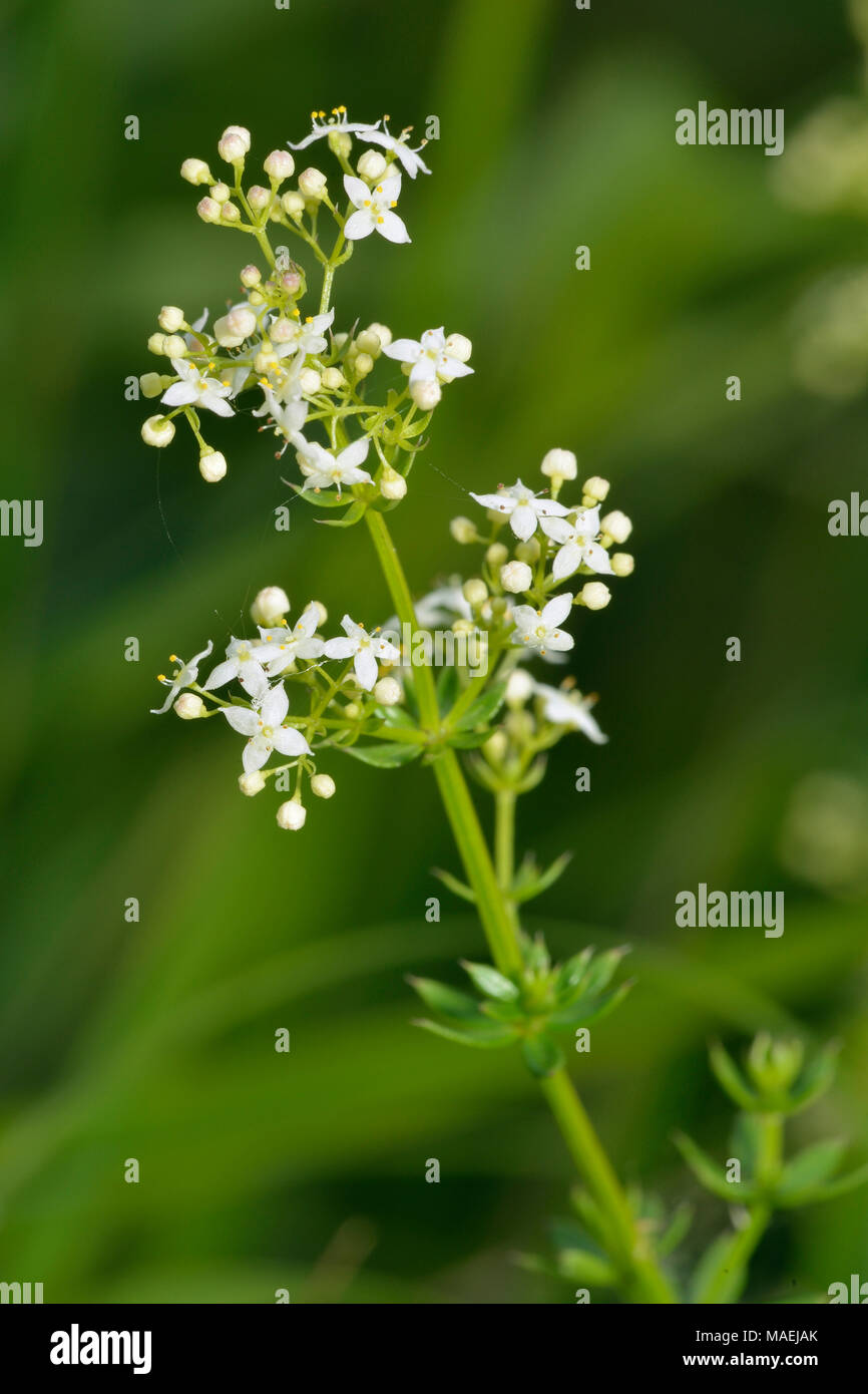 Hedge or White Bedstraw Galium album Small woodland Flower Stock