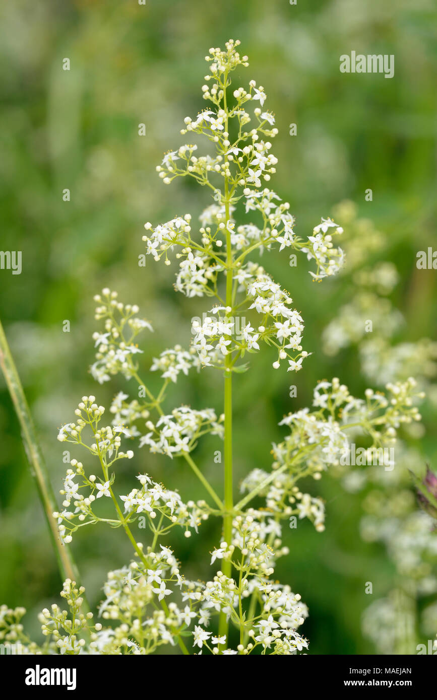 Hedge or White Bedstraw - Galium album Small Grassland Flower Stock Photo