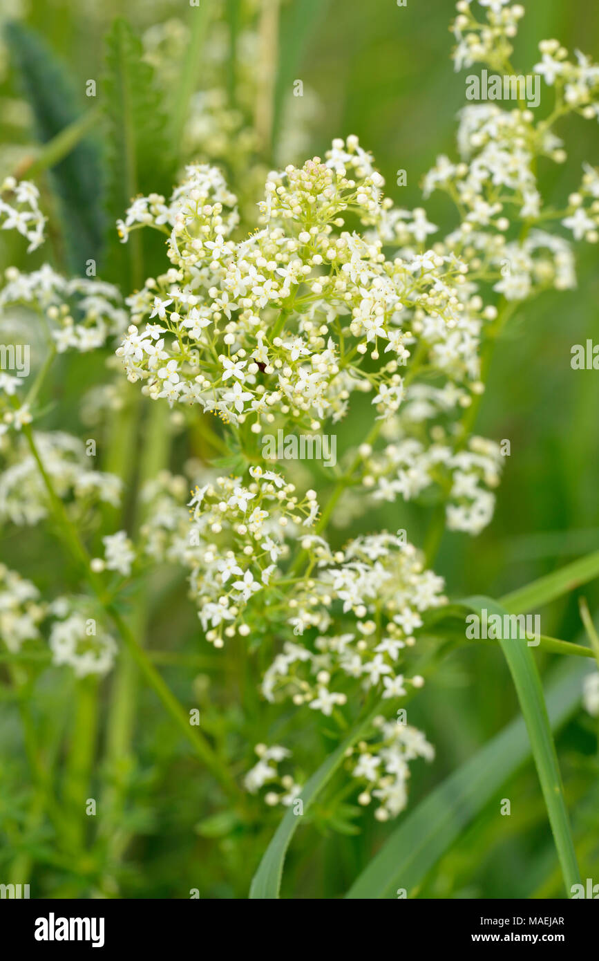 Hedge or White Bedstraw - Galium album Small Grassland Flower Stock Photo