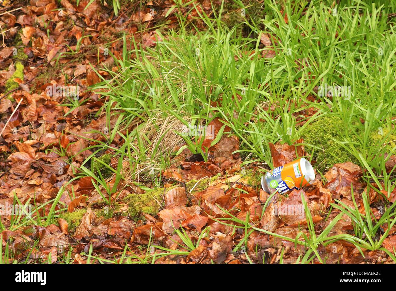 Vibrant green grass on forest floor in spring with a discarded can dropped on the floor Stock Photo