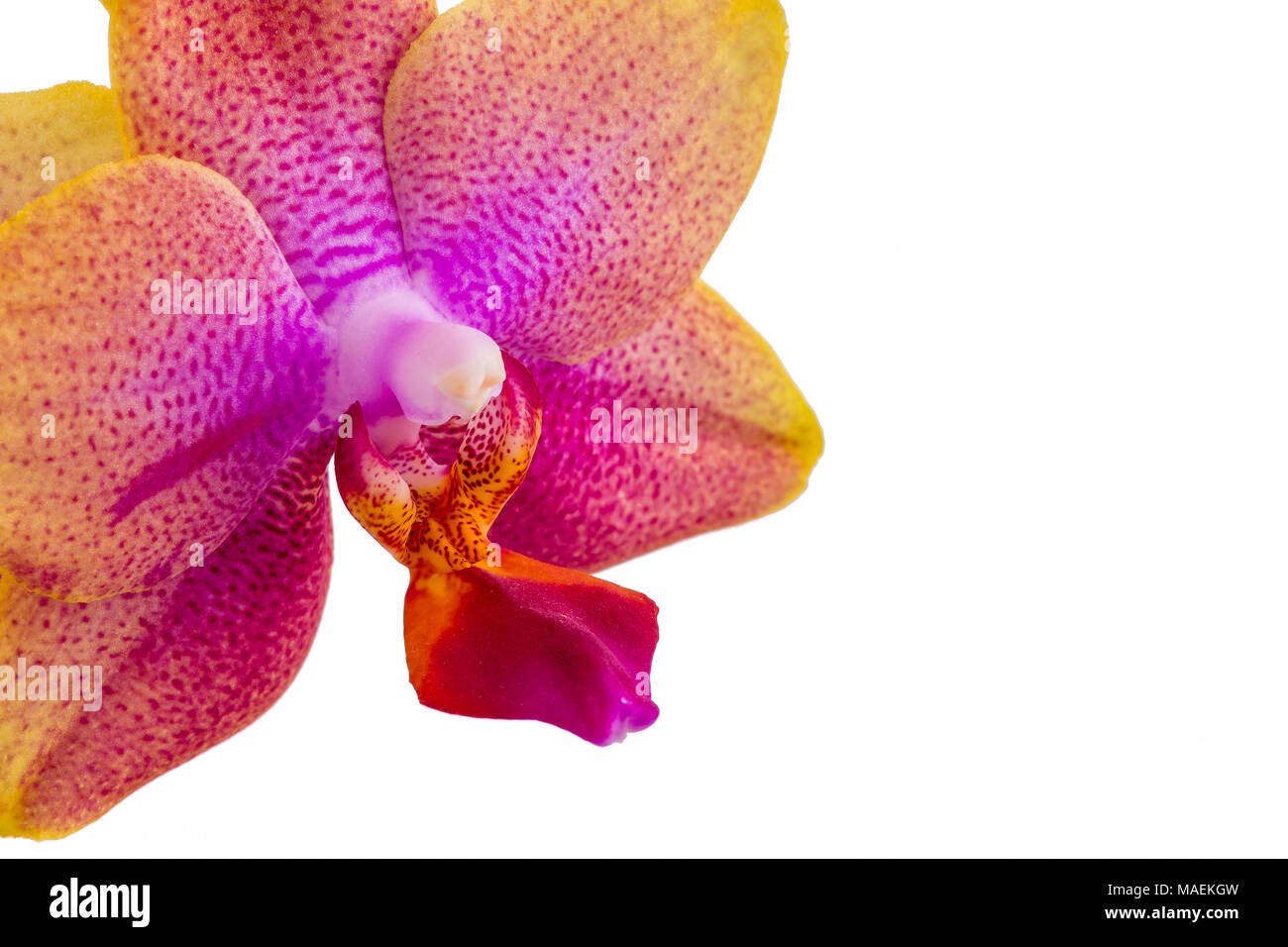 Close up of single pink and purple Phalaenopsis Orchid blossom isolated on white background, copy space on right Stock Photo